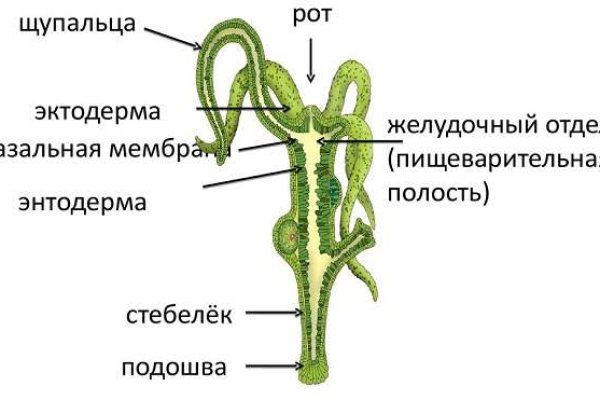 Кракен мага